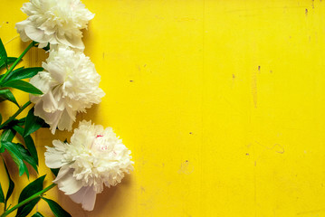 Lone beige white peony on old painted yellow wood grunge background texture for summer. Flat lay, top view with copy space