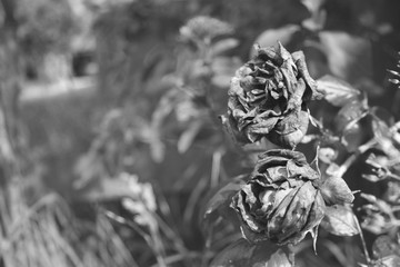 dead roses
