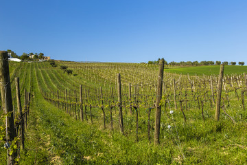 Fototapeta na wymiar Young vineyard in Italy - wine grapes are coming
