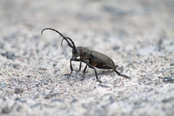 large black and brown beetle with long antennae closeup