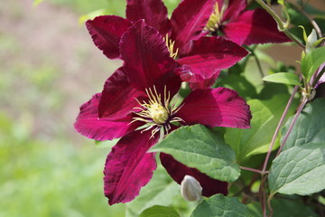 Clematis