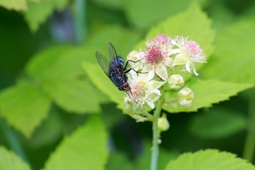 large black fly on the flowers of raspberry