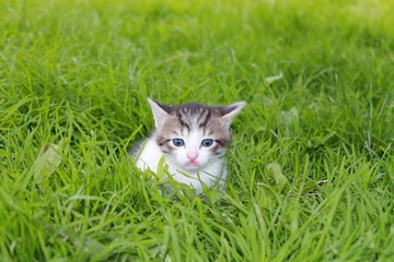 Naklejka na ściany i meble little beautiful kitten with white spots in the grass