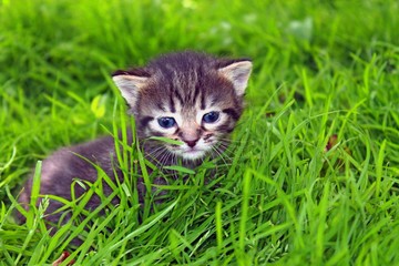 muzzle fluffy tabby kitten in the grass closeup