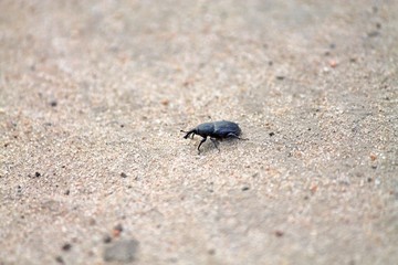 small black beetle, weevil, running on the sand