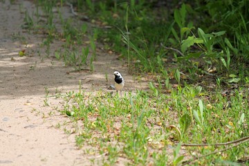 white bird with black breast, a Wagtail, and on the green grass catches insects