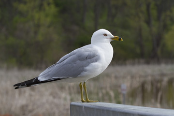 A single seagull standing on a fence