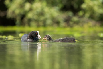 Eurasian Coot, Coot, Fulica atra - nestling