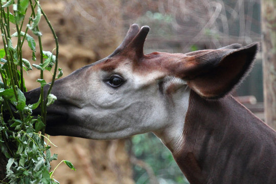 Okapi (Okapia johnstoni) foto de Stock | Adobe Stock