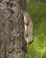 Squirrel Clinging To A Tree