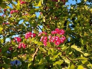 Pink hawthorn branch