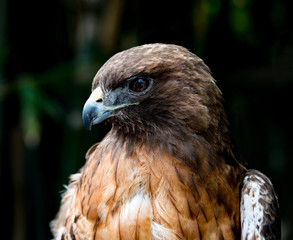Portrait of a Red Tailed Hawk