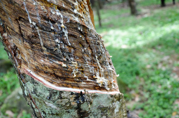 The rubber that come out from tree call Hevea Brasiliensis