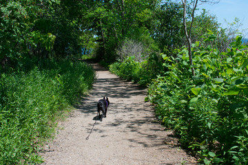 Boston Terrier