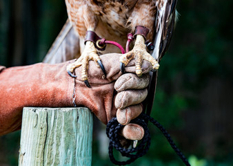 Jesses on a Red Tailed Hawk with Falconer's Glove