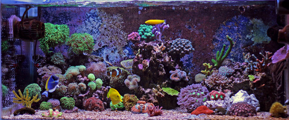 Coral reef aquarium tank