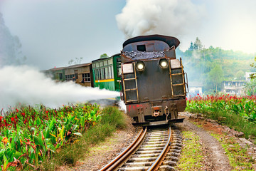 Steam narrow-gauge train.