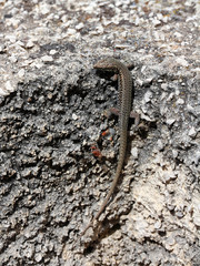 Podarcis muralis - common wall lizard