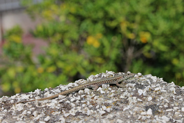 small lizard