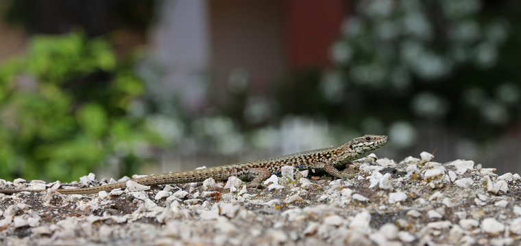small lizard