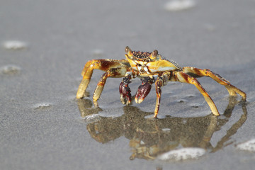 Crab on a beach in Columbia