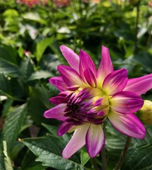Obraz premium Purple Dahlia