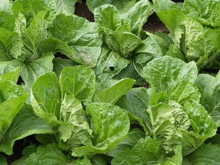 ミニ白菜畑　クローズアップ