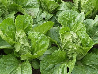 ミニ白菜畑　クローズアップ