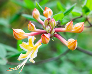 Blooming Azalea