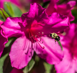 Bee and Azelea