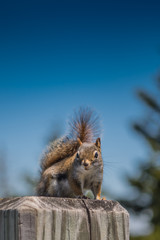 Hungry Squirrel Begs for Food