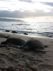 Fototapeta na wymiar Sunset sea turtles