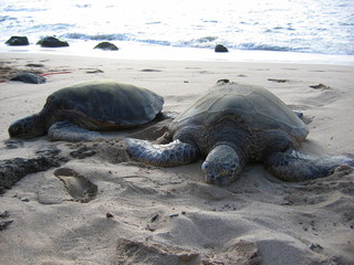 Sea Turtles