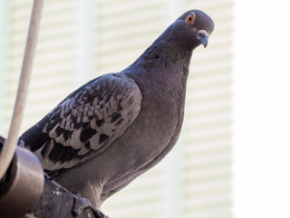 curious pigeon 