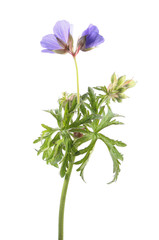 Meadow geranium or meadow cranesbill (Geranium pratense) isolated on white background. Medicinal plant