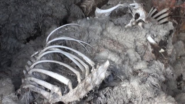 Dump of sheep hides in Patagonia. Terrible place in Tierra del Fuego.