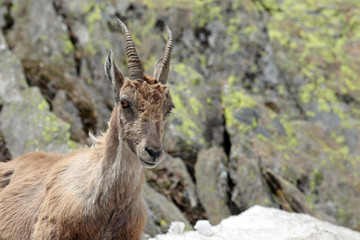 Portrait of an ibex, Capra Ibex, standing in snow high against mountain cliffs covered in lichens