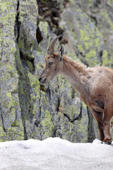 Ibex, Capra Ibex, standing in snow high against mountain cliffs covered in lichens