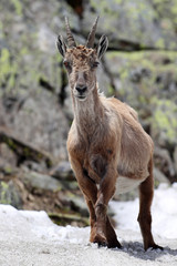 Ibex, Capra Ibex, standing in snow high against mountain cliffs covered in lichens