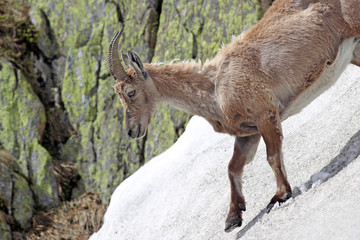 Ibex, Capra Ibex, walking down a steep snowy slope against mountain cliffs covered in lichens