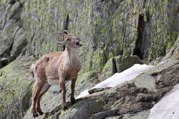 Young female ibex, Capra Ibex, standing in snow high against mountain cliffs covered in lichens calling a mate