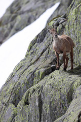 Ibex, Capra Ibex, perched on high mountain cliffs against a white snow background