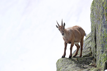 Ibex, Capra Ibex, perched on high mountain cliffs against a white snow background
