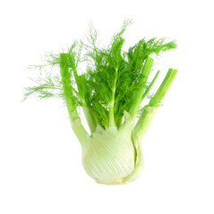 fennel on white background