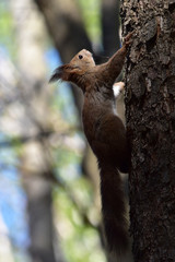 新緑の木を登るリス