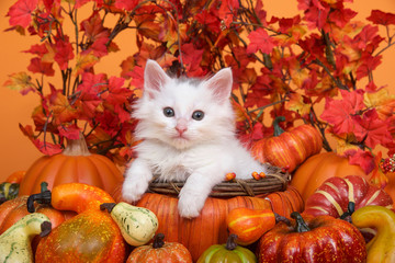 Small white kitten laying in an orange pumpkin shaped basket surrounded by gourds pumpkins and squash with fall leaves and orange background. Fun fall harvest theme. © sheilaf2002