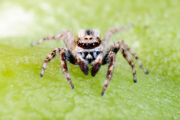 Male common house jumping spider