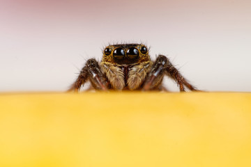 Brown jumping spider