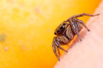 Brown jumping spider