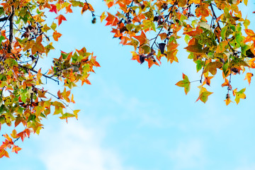 Beautiful autumn leaves and sky background in fall season, Colorful maple foliage tree in the autumn park, Autumn trees Leaves in vintage color tone.
